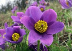 Pulsatilla vulgaris Violet Bells / Tavaszi kökörcsin
